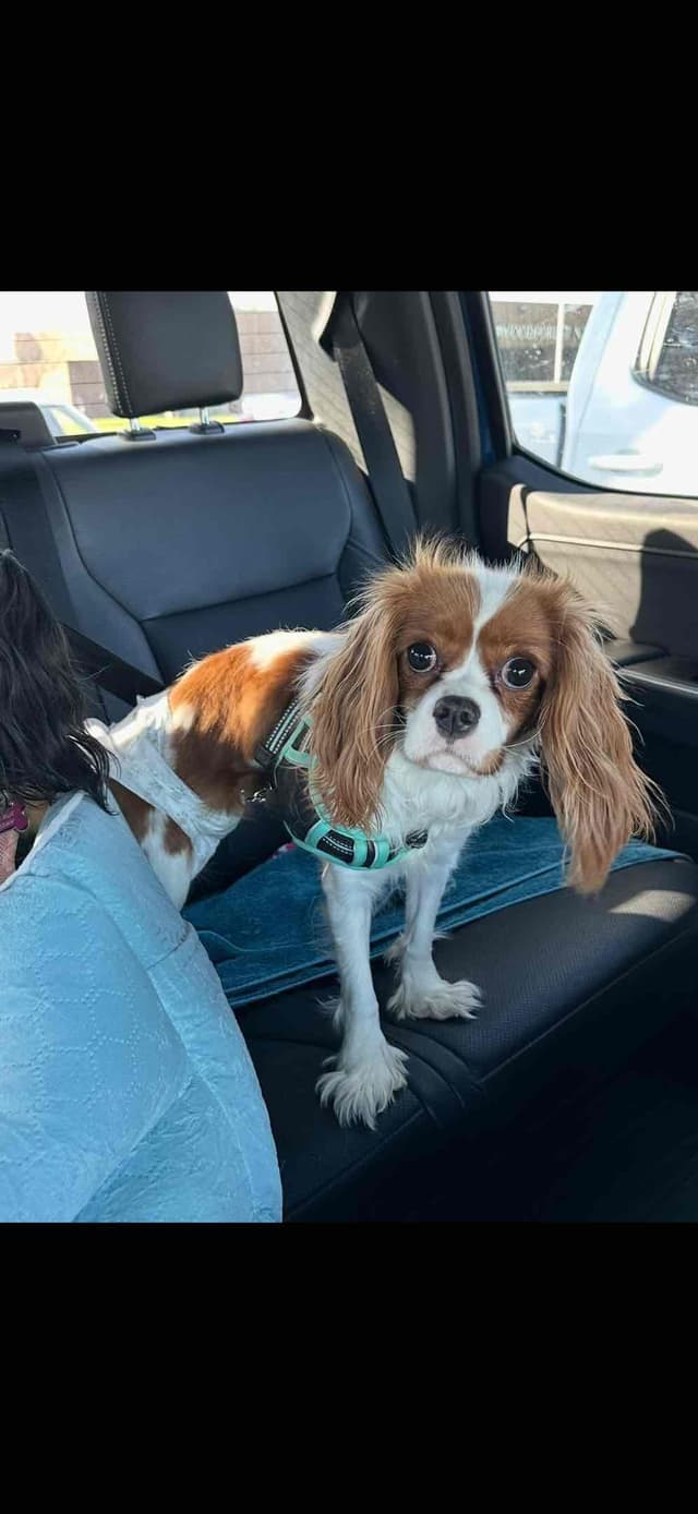 Cavalier King Charles Spaniel Puppies media 4