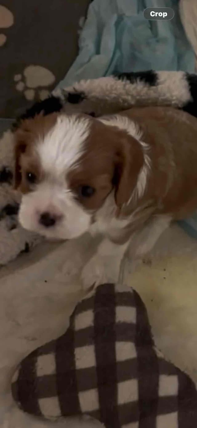 Cavalier King Charles Spaniel Puppies media 5