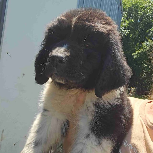 Newfoundland Puppies media 2