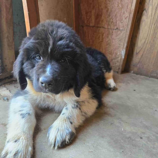 Newfoundland Puppies media 4