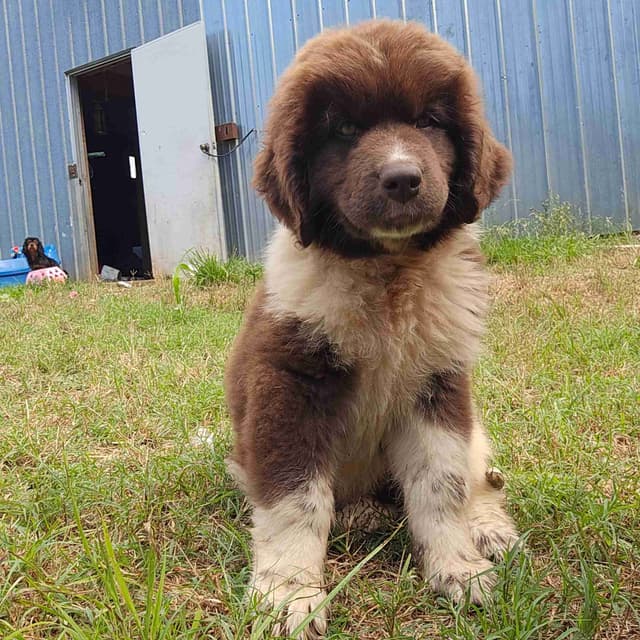 Newfoundland Puppies media 5