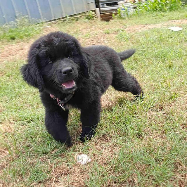 Newfoundland Puppies media 3