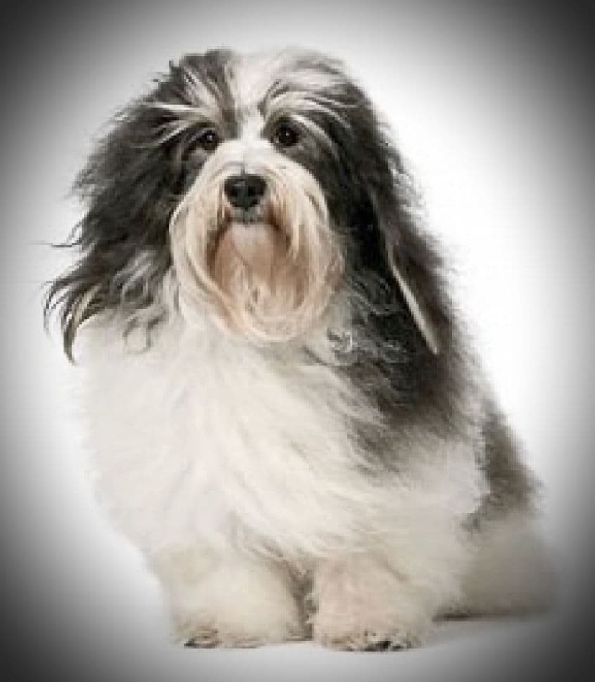 Miniature Schnauzer Puppies breeder image 8