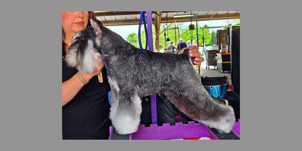 Miniature Schnauzer Puppies breeder image 6