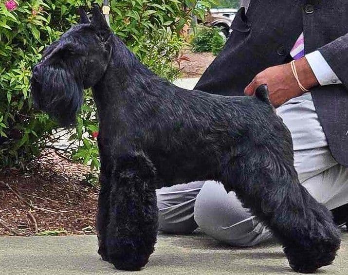 Miniature Schnauzer Puppies breeder image 4