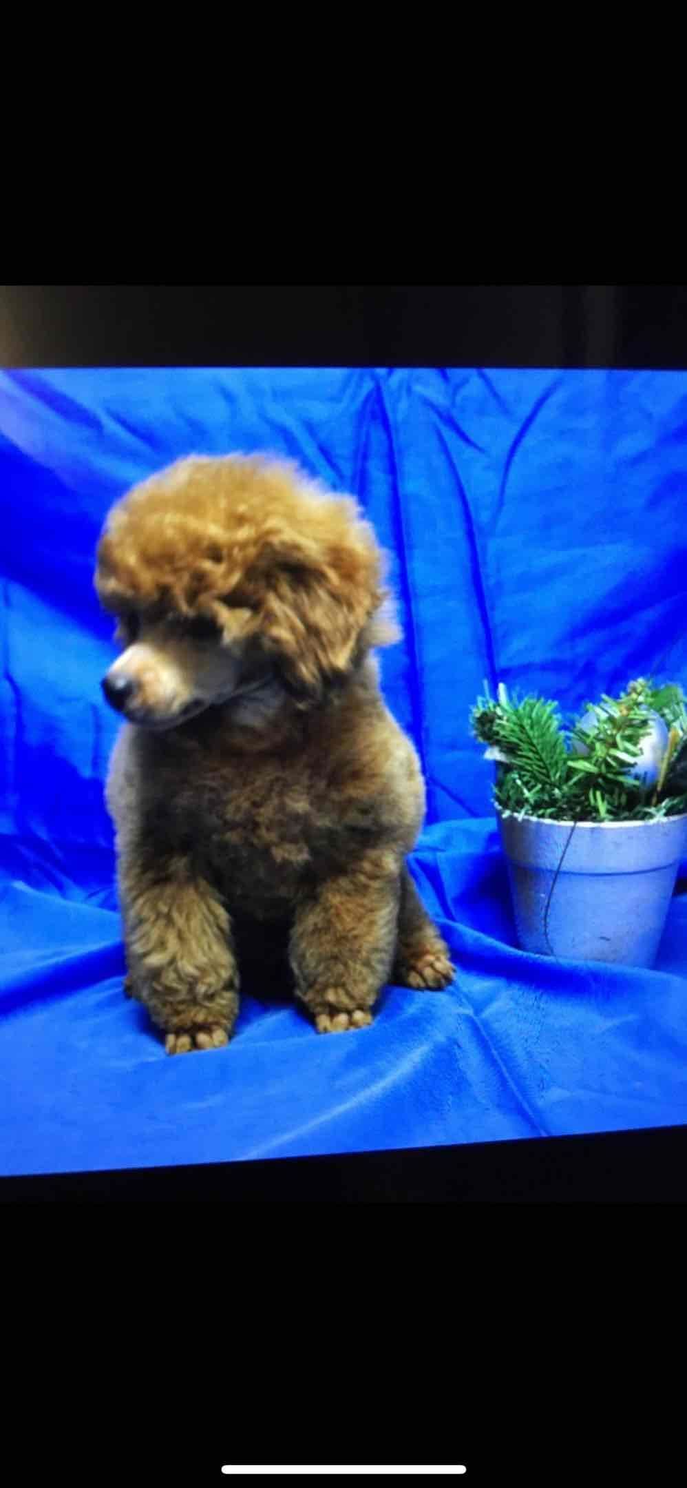 Red, Toy Poodle breeder image 2