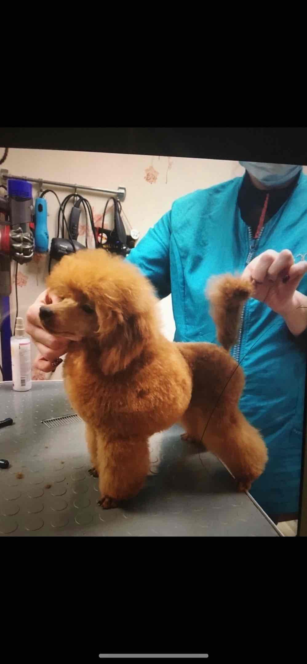 Red, Toy Poodle breeder image 3