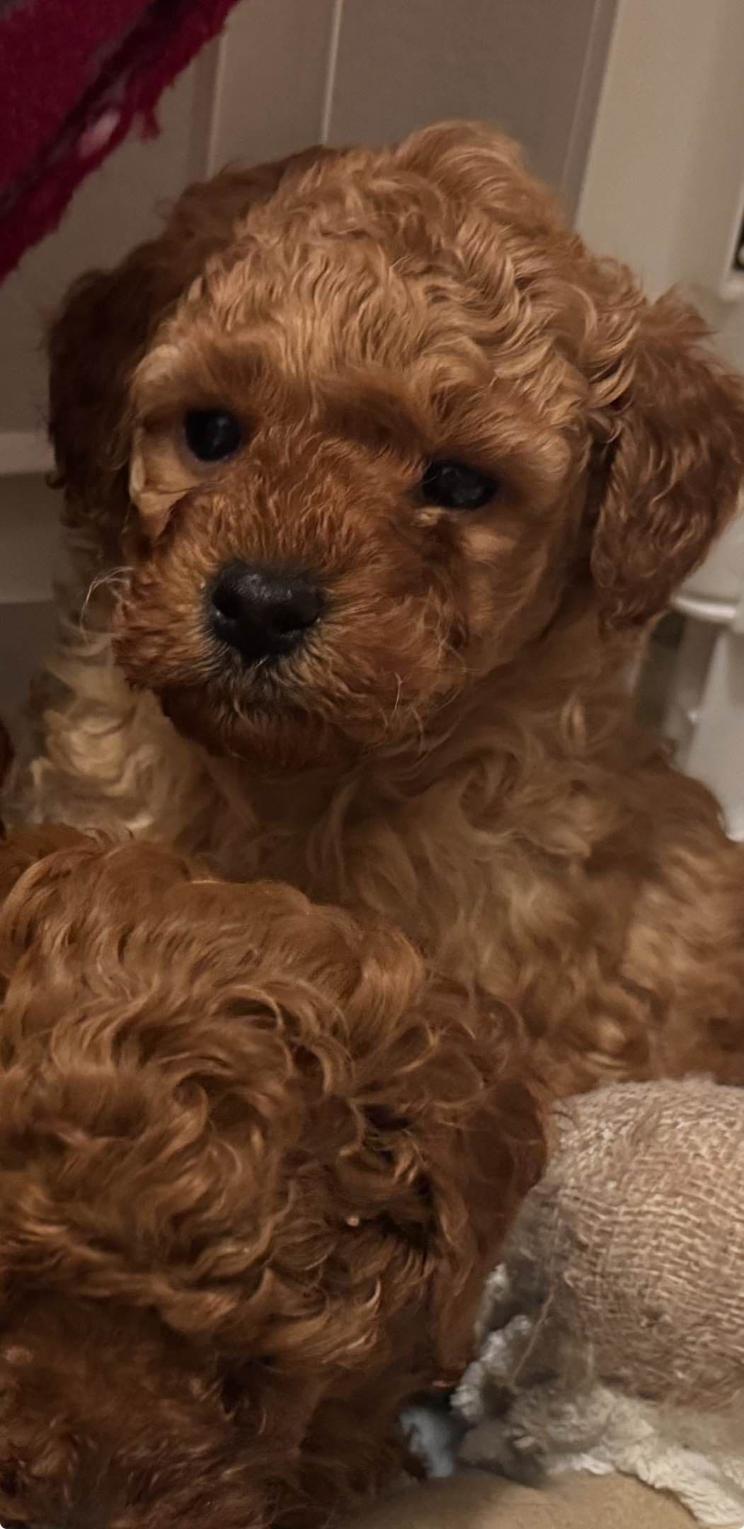 Red, Toy Poodle breeder image 4