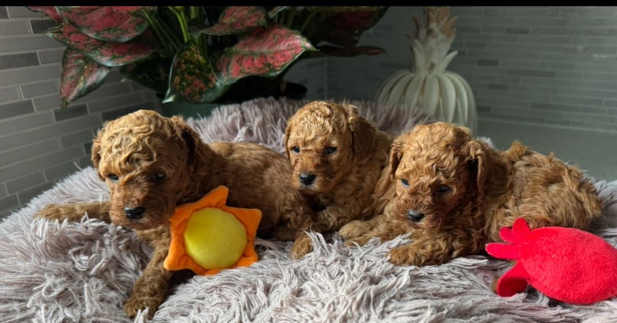Red, Toy Poodle breeder image 9