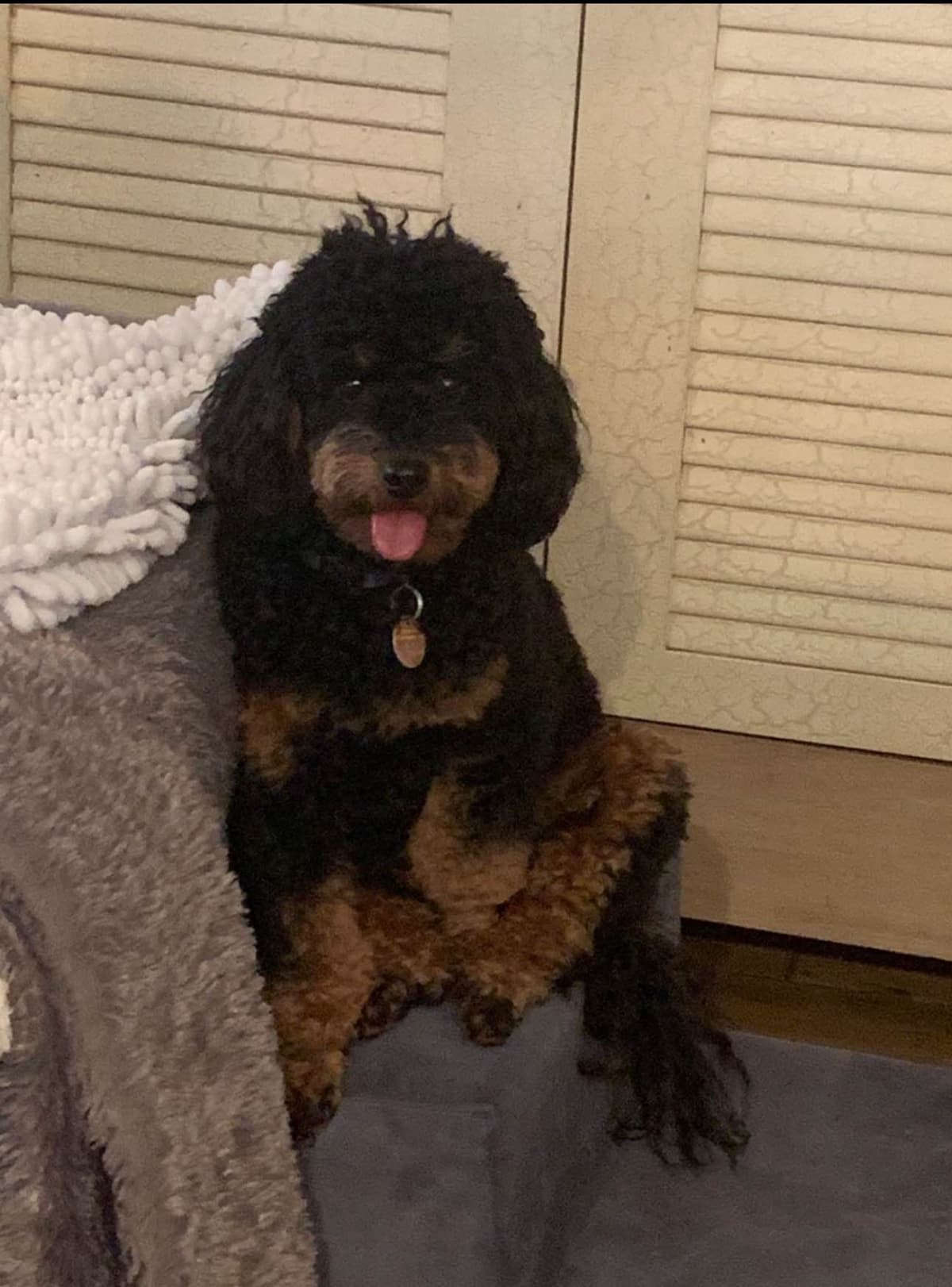 Red, Toy Poodle breeder image 6