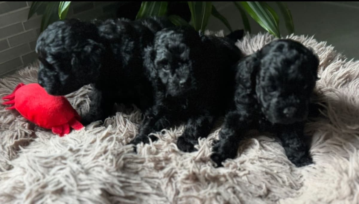 Red, Toy Poodle breeder image 10