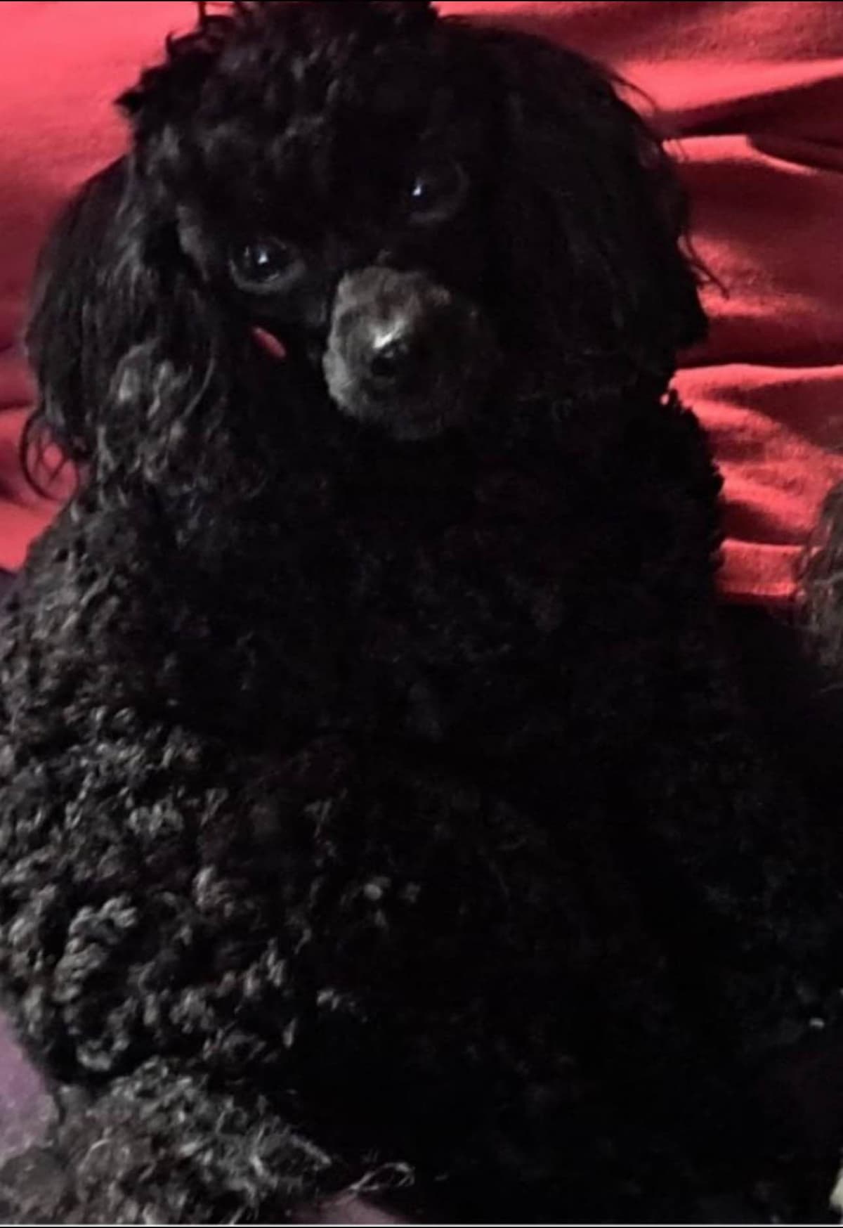 Red, Toy Poodle breeder image 14