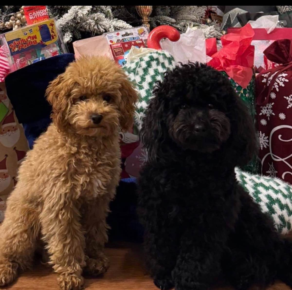 Red, Toy Poodle breeder image 16