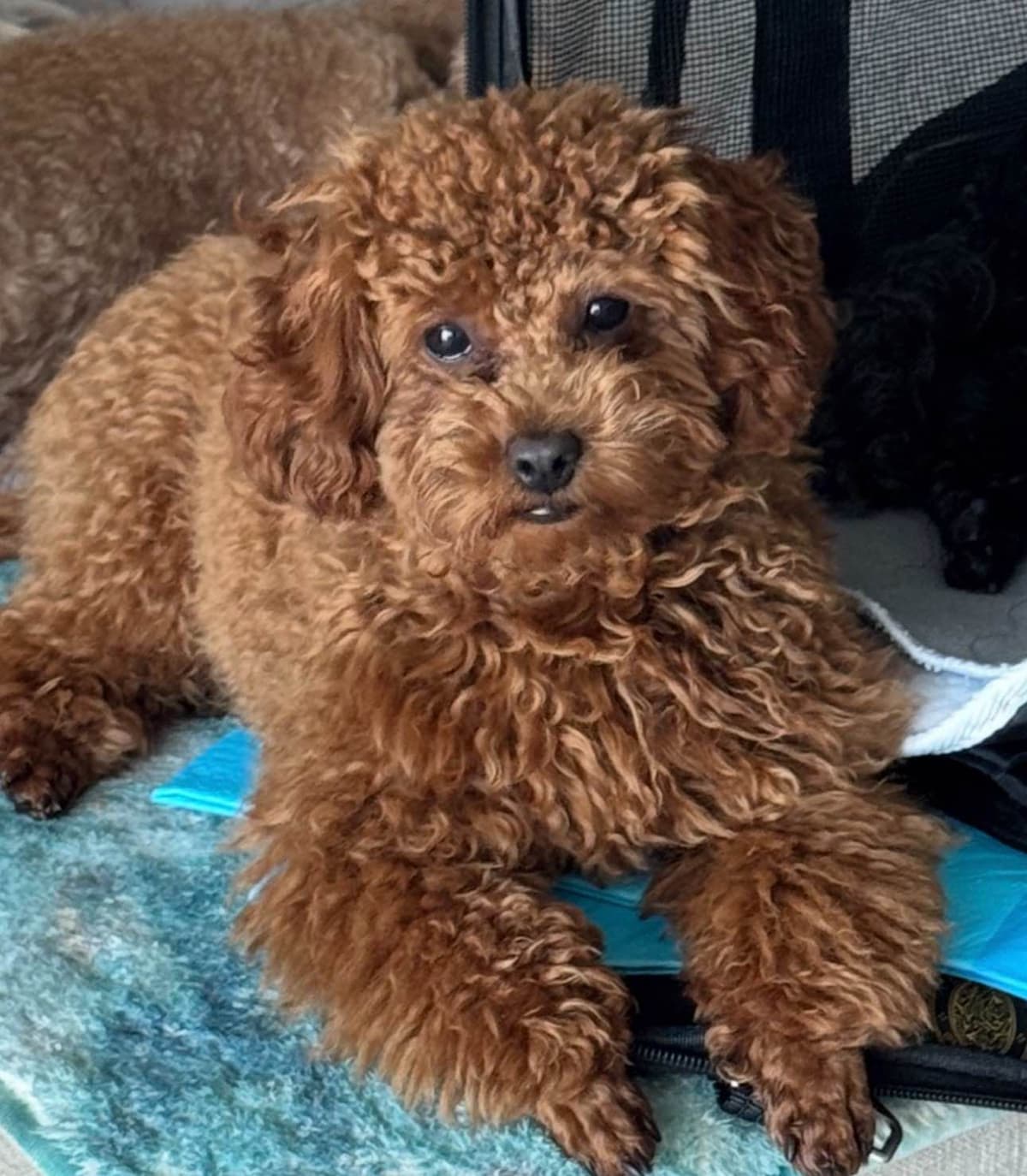 Red, Toy Poodle breeder image 13