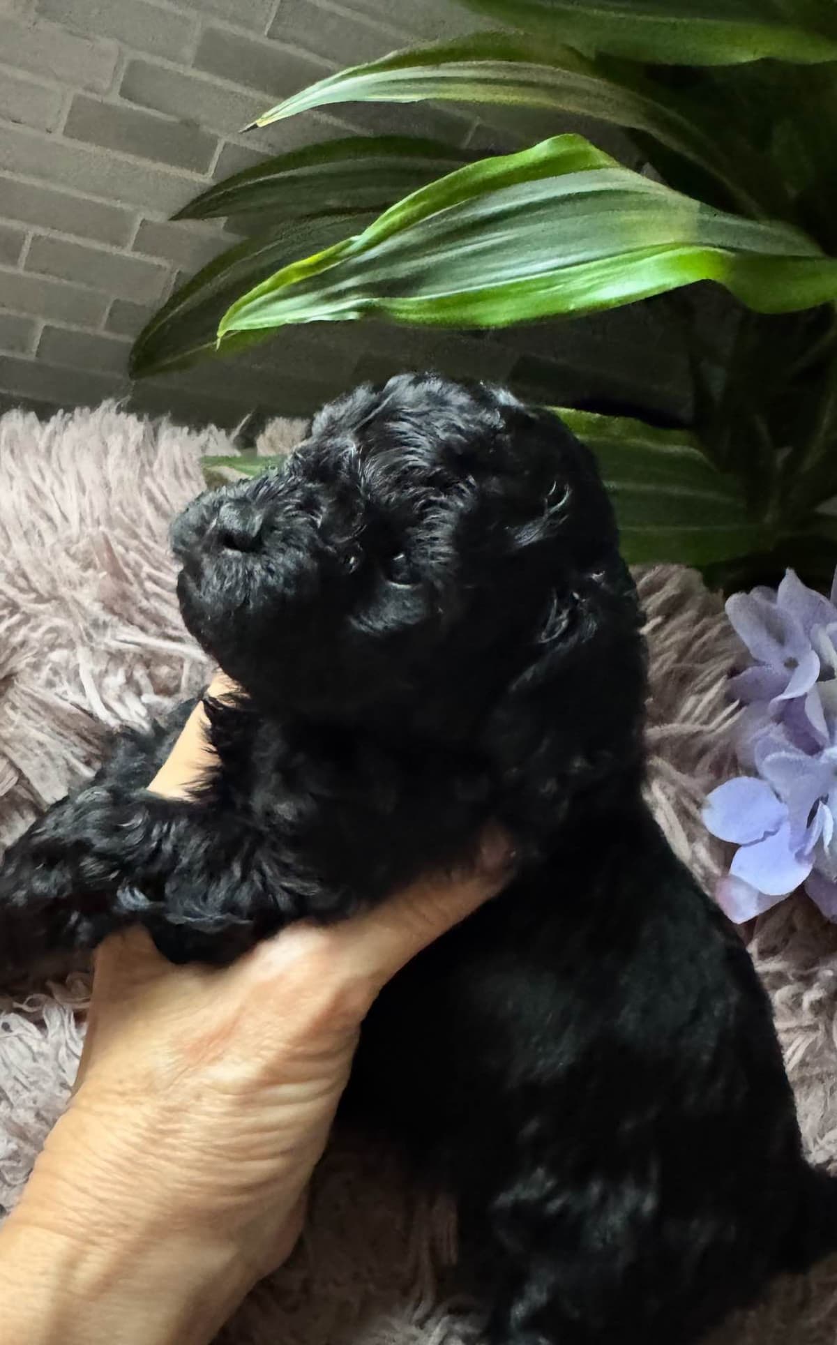 Red, Toy Poodle breeder image 15