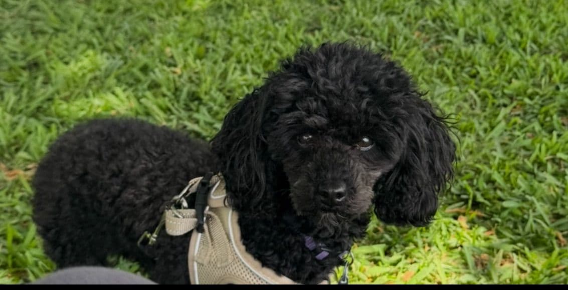 Red, Toy Poodle breeder image 12