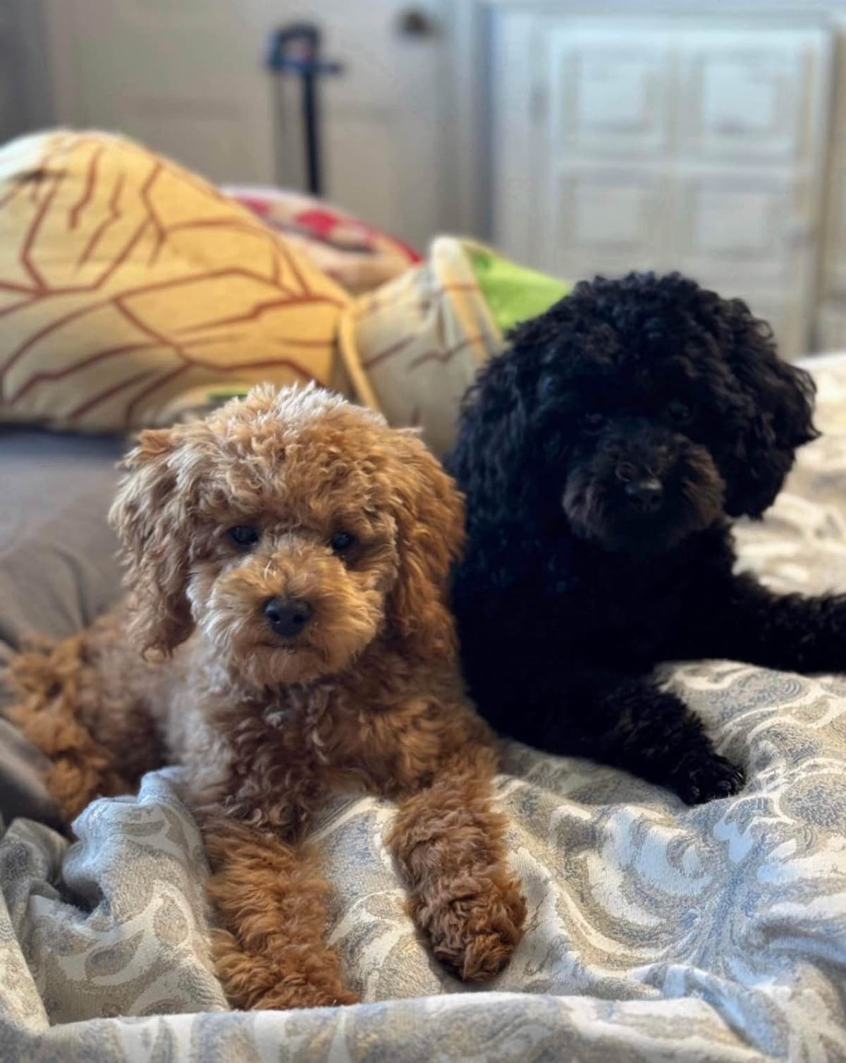 Red, Toy Poodle breeder image 17