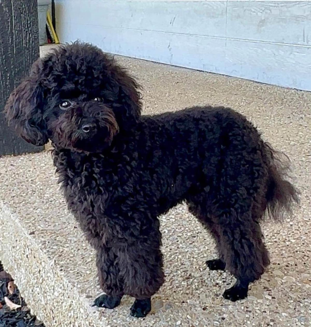 Red, Toy Poodle breeder image 23