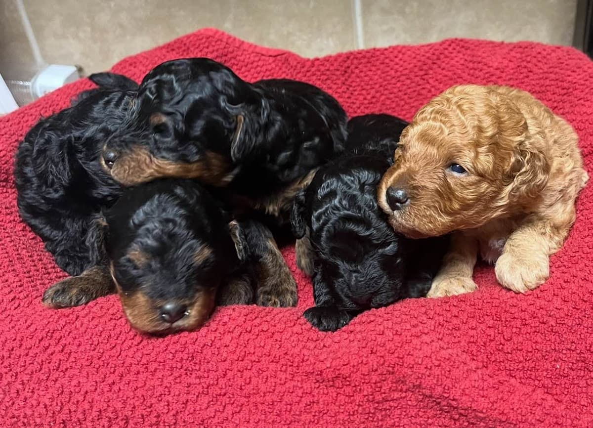 Red, Toy Poodle breeder image 20
