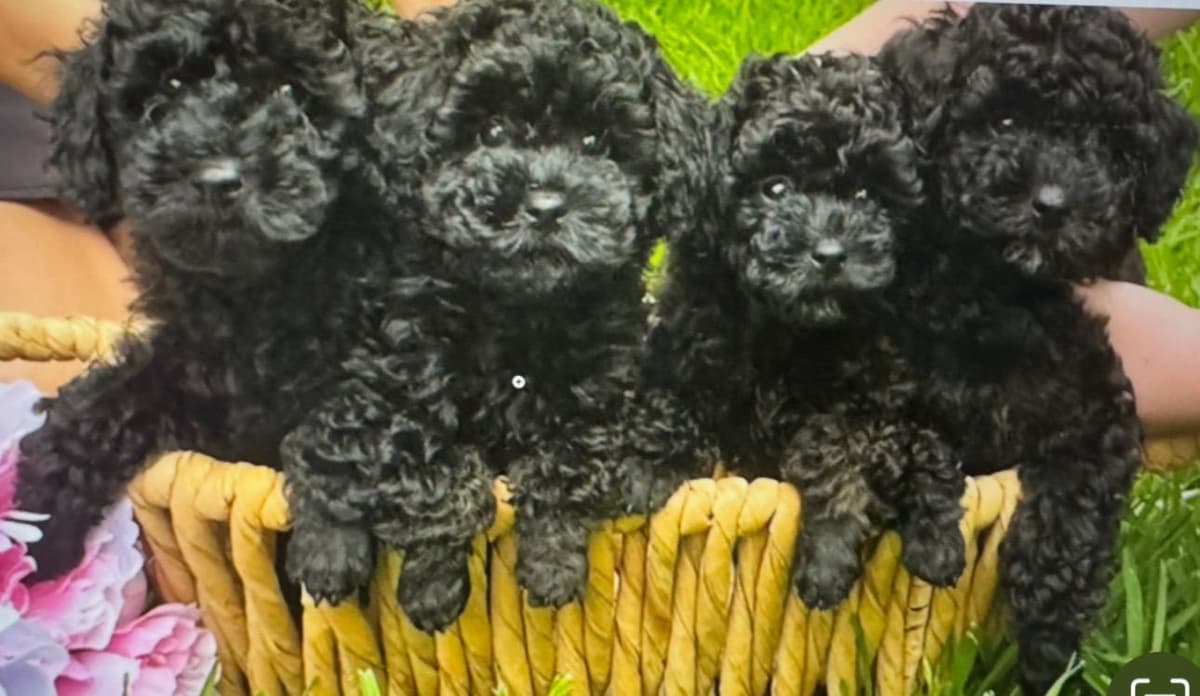 Red, Toy Poodle breeder image 21