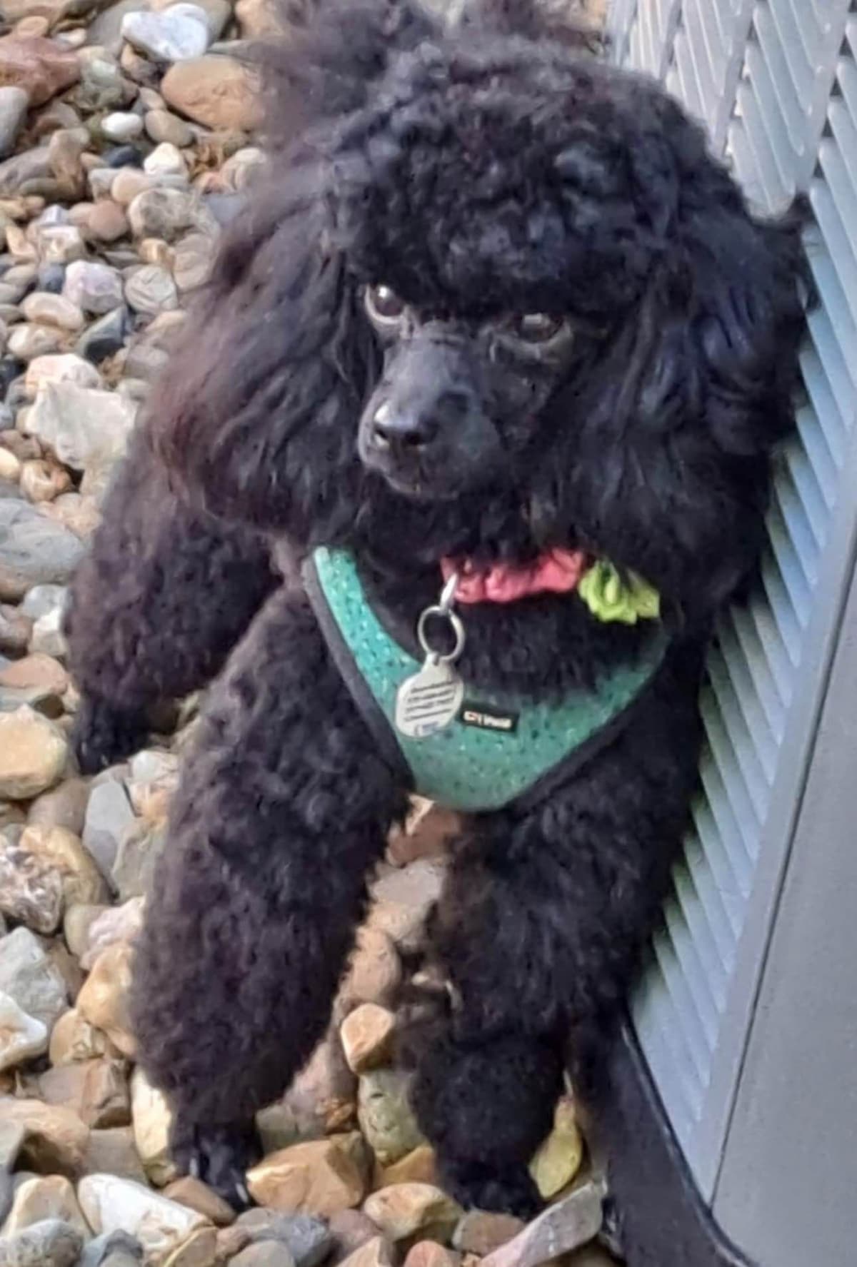 Red, Toy Poodle breeder image 22