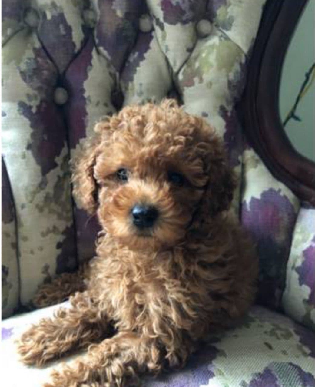 Red, Toy Poodle breeder image 24
