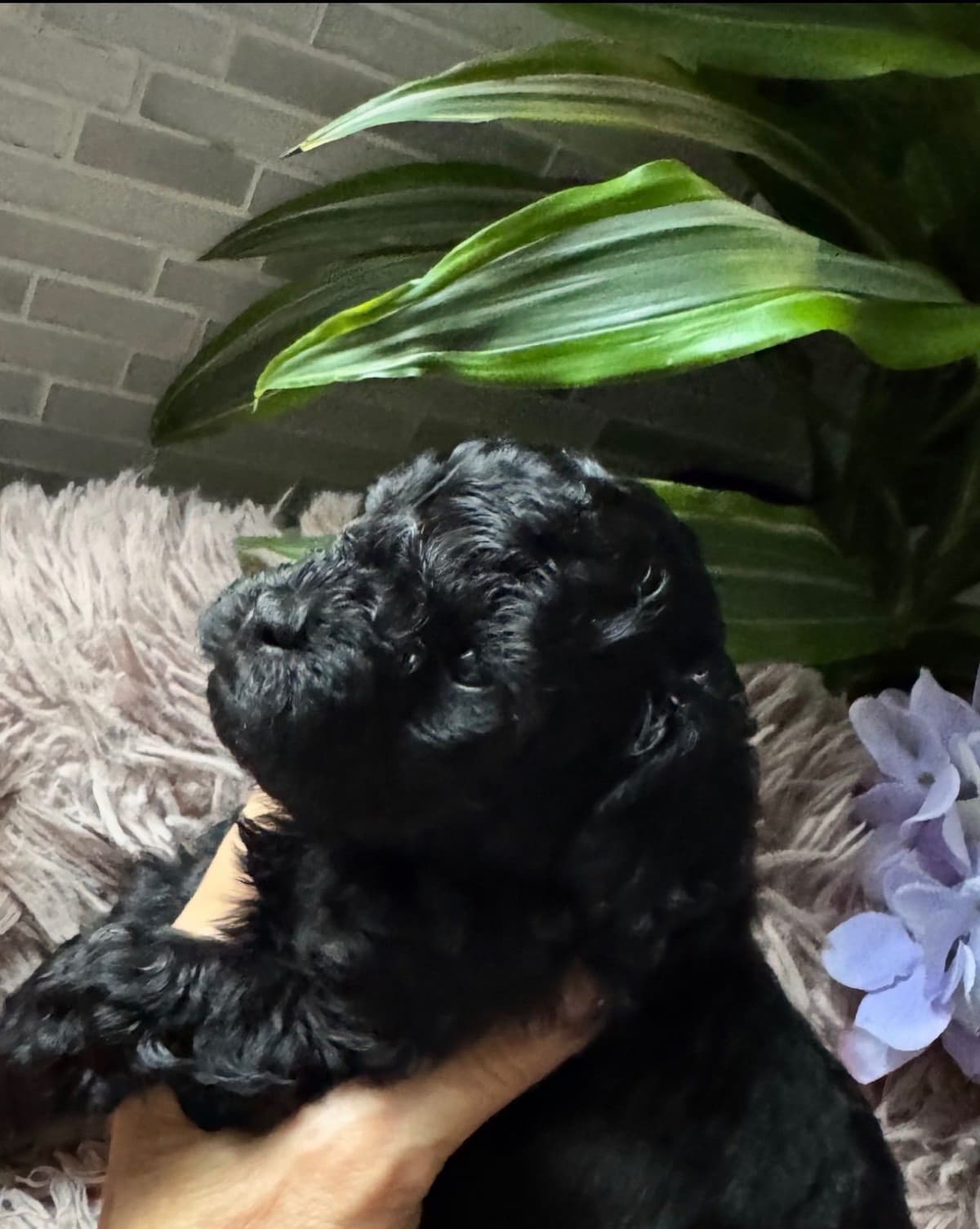 Red, Toy Poodle breeder image 25