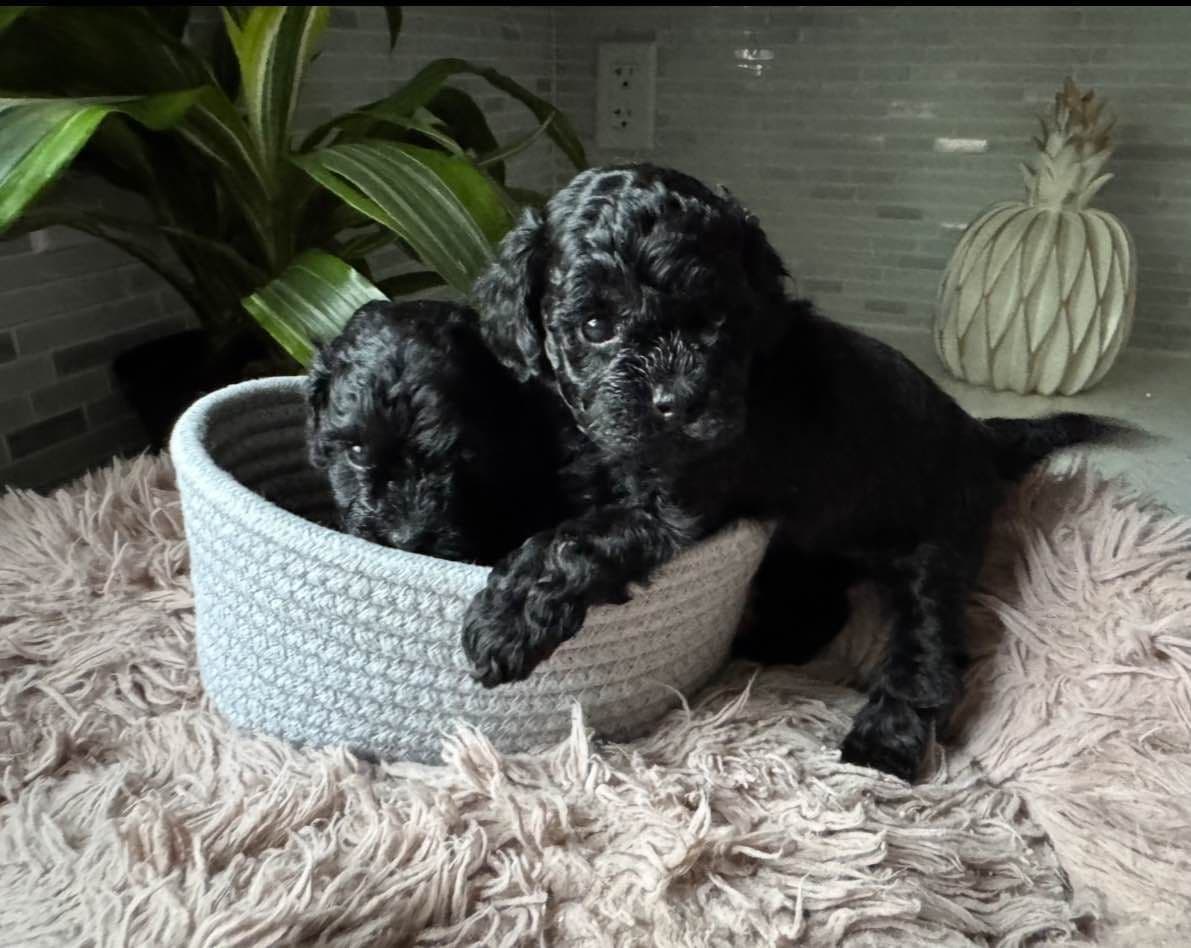 Red, Toy Poodle breeder image 26