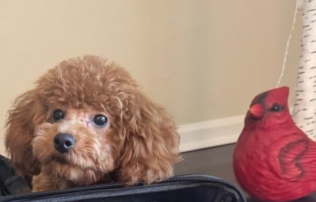 Red, Toy Poodle media 2