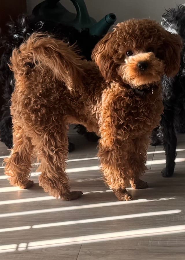 Red, Toy Poodle media 4