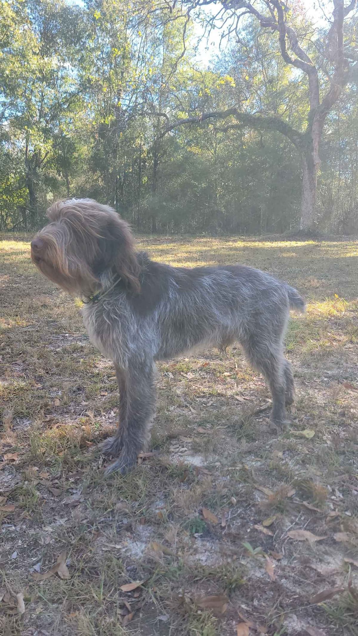 Wirehaired Pointing Griffon Pups (Hunting and Show lines) breeder image 1
