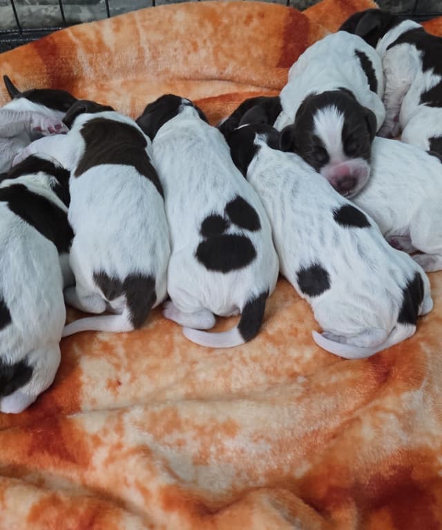 Wirehaired Pointing Griffon Pups (Hunting and Show lines) media 2