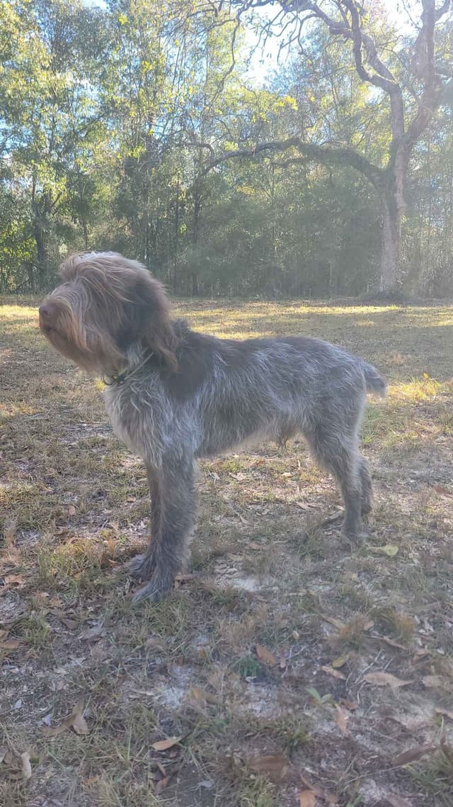 Wirehaired Pointing Griffon Pups (Hunting and Show lines) media 4