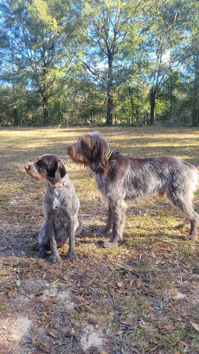Wirehaired Pointing Griffon Pups (Hunting and Show lines) media 5