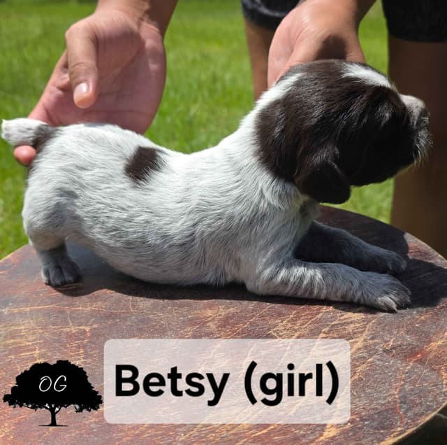 Wirehaired Pointing Griffon Pups (Hunting and Show lines) media 6
