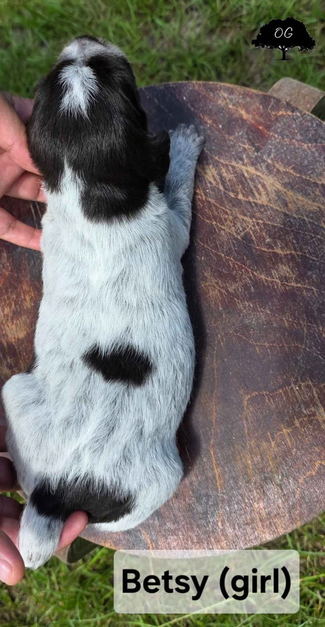 Wirehaired Pointing Griffon Pups (Hunting and Show lines) media 7