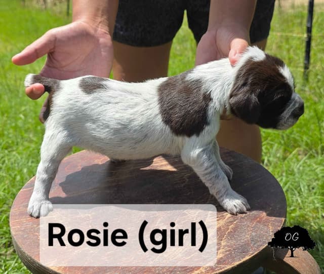 Wirehaired Pointing Griffon Pups (Hunting and Show lines) media 8