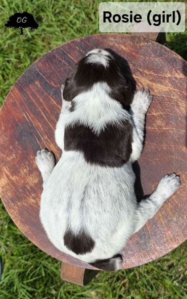 Wirehaired Pointing Griffon Pups (Hunting and Show lines) media 9