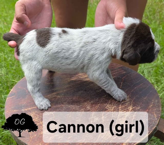 Wirehaired Pointing Griffon Pups (Hunting and Show lines) media 10