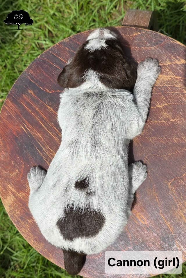 Wirehaired Pointing Griffon Pups (Hunting and Show lines) media 11