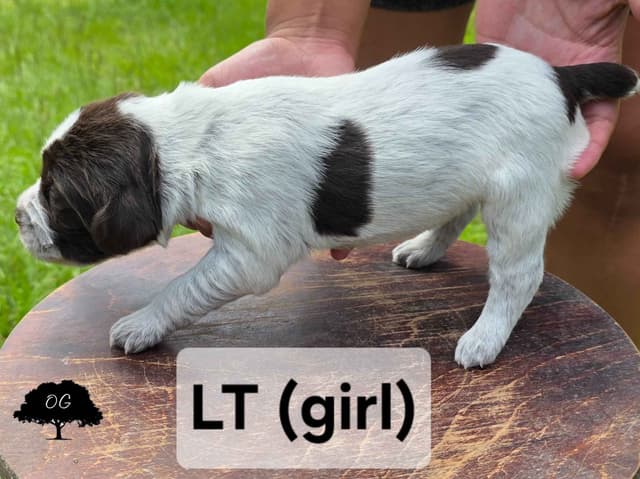 Wirehaired Pointing Griffon Pups (Hunting and Show lines) media 12