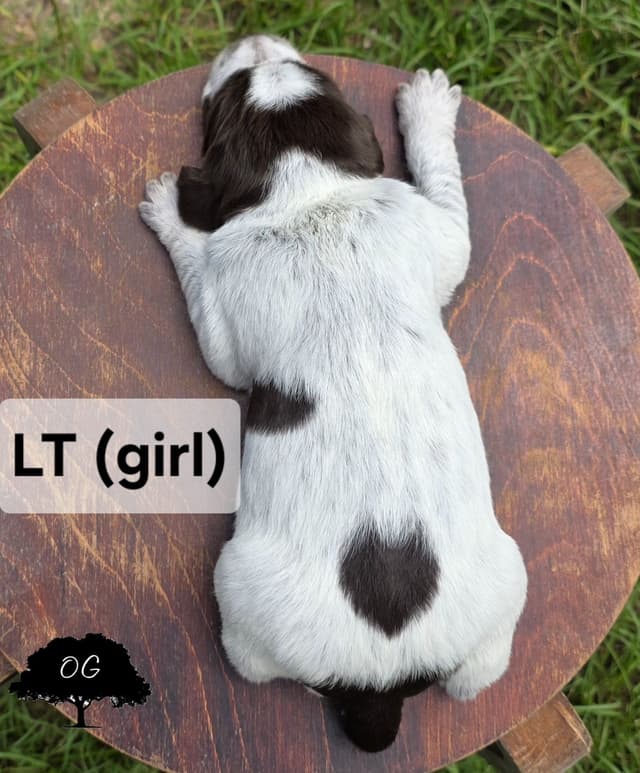 Wirehaired Pointing Griffon Pups (Hunting and Show lines) media 13