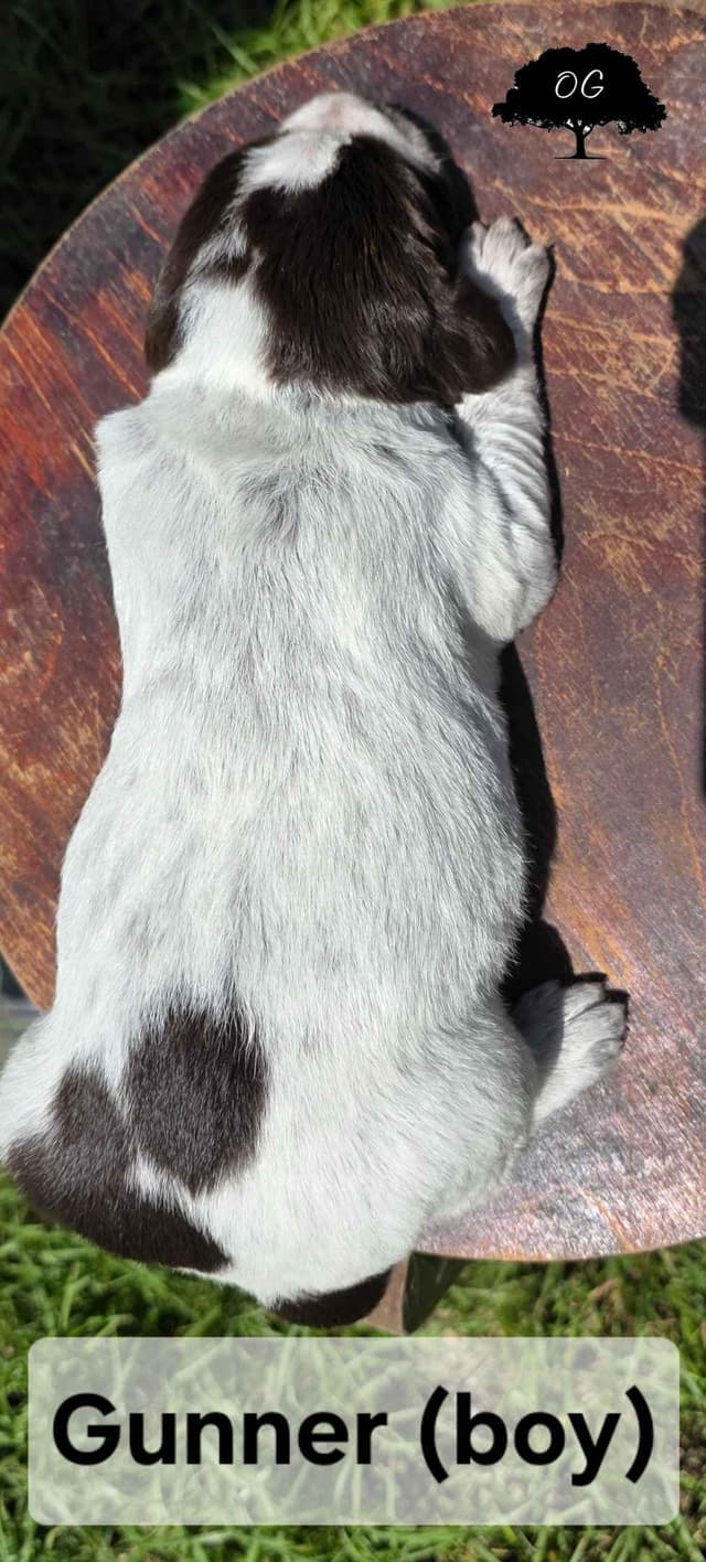 Wirehaired Pointing Griffon Pups (Hunting and Show lines) media 14