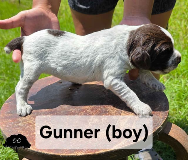 Wirehaired Pointing Griffon Pups (Hunting and Show lines) media 15