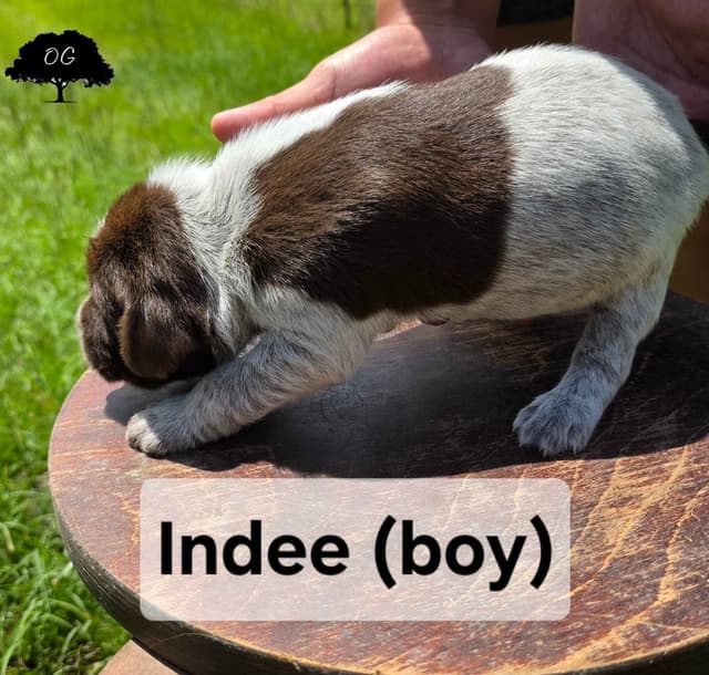 Wirehaired Pointing Griffon Pups (Hunting and Show lines) media 16