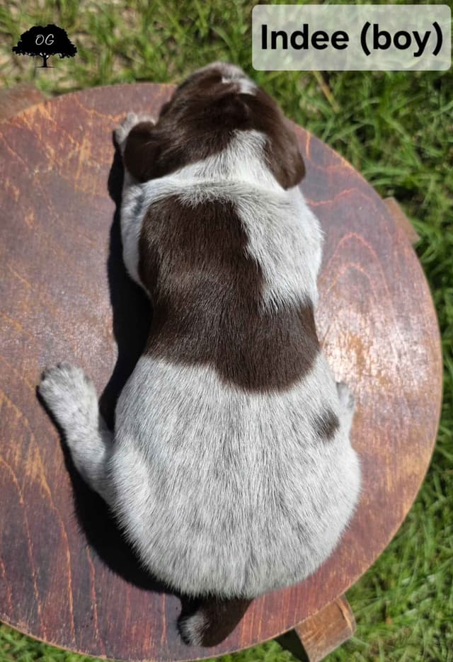 Wirehaired Pointing Griffon Pups (Hunting and Show lines) media 17