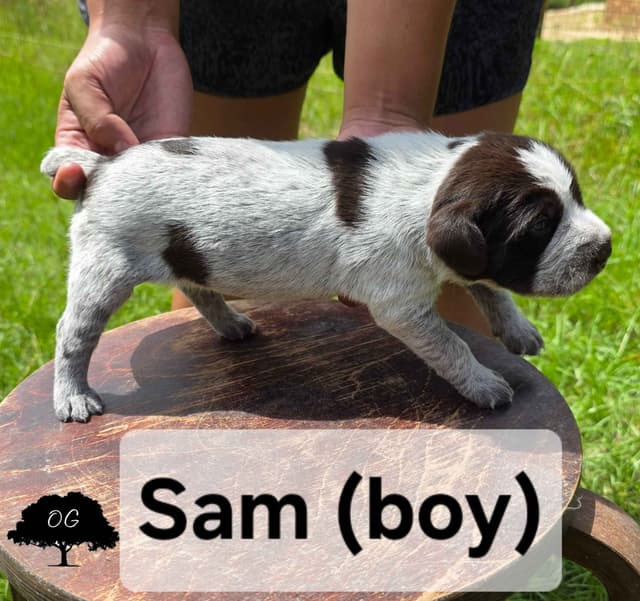Wirehaired Pointing Griffon Pups (Hunting and Show lines) media 18