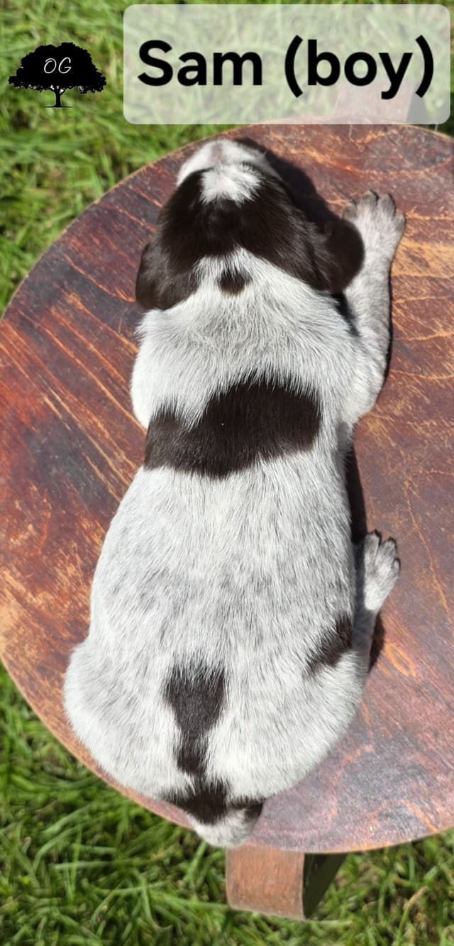 Wirehaired Pointing Griffon Pups (Hunting and Show lines) media 19