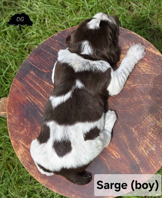 Wirehaired Pointing Griffon Pups (Hunting and Show lines) media 20