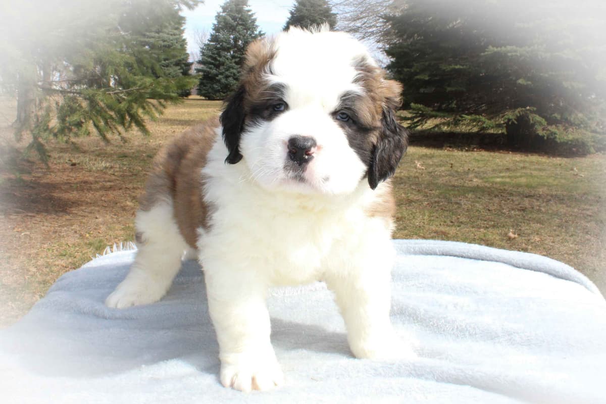 Saint Bernard Puppies breeder image 1